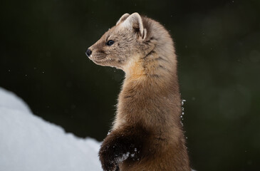 American marten in the winter