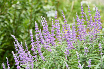 サルビア・レウカンタ　Mexican Bush Sage