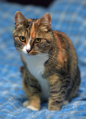 A calico cat with an expressive look, sitting against a blue checkered blanket. Her fur combines warm shades of brown, red and white.  