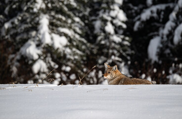 Coyote resting in the winter