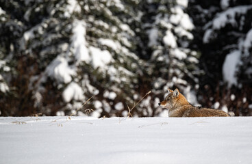 Coyote resting in the winter
