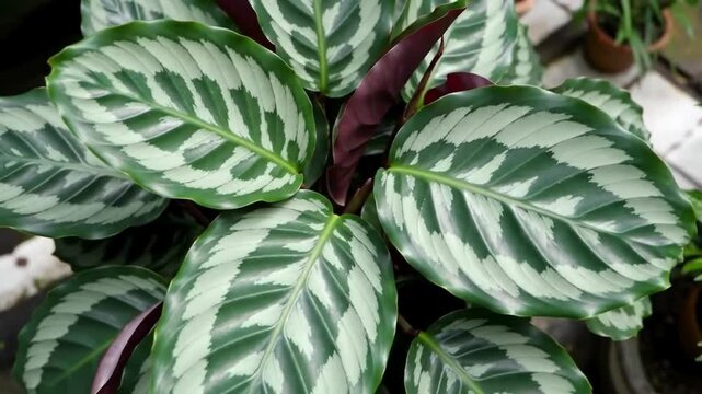 A close-up of a beautiful prayer plant with striking silver and green patterned foliage.