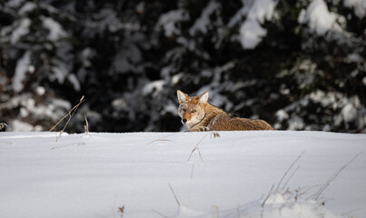Coyote resting in the winter