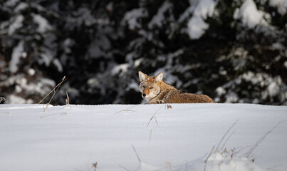Coyote resting in the winter