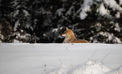 Coyote resting in the winter