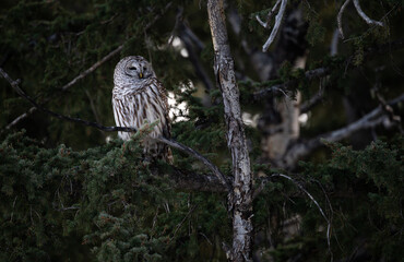 Barred owl in the Canadian foothills in the winter