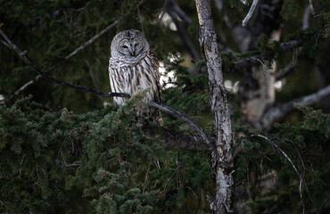 Barred owl in the Canadian foothills in the winter