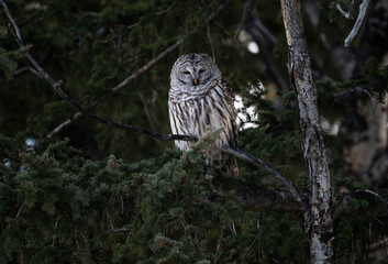 Barred owl in the Canadian foothills in the winter