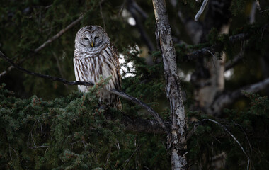 Barred owl in the Canadian foothills in the winter