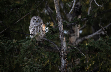 Barred owl in the Canadian foothills in the winter