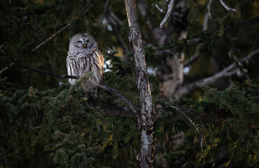 Barred owl in the Canadian foothills in the winter