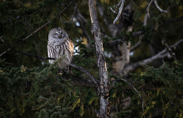 Barred owl in the Canadian foothills in the winter