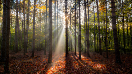 Fototapeta premium Serene Autumn Forest: Sunbeams Illuminate Misty Pine Trees and Fallen Leaves
