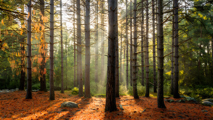Obraz premium Serene Autumn Forest: Sunbeams Illuminate Pine Trees, Golden Needles Carpet Forest Floor