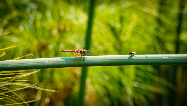 Duel of Wings: Fly vs. Dragonfly in the Bamboo Arena