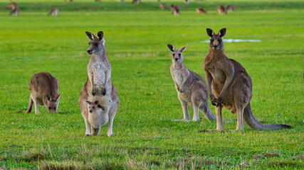 Joey visible in pouch as kangaroos gather on field