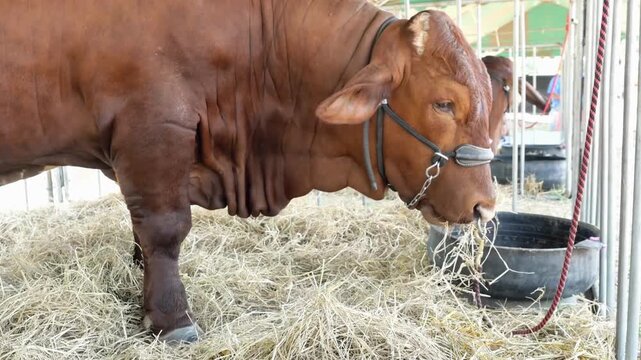 livestock cattle With Big Eyes is Eating, Chewing Hay, Milk and Meat Production Industry, Close Up Dairy farm simmental cattle, feeding cows in farm
