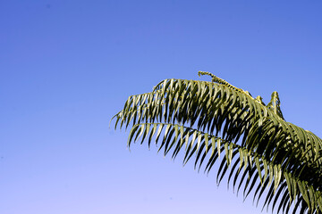 Lush green palm fronds against a clear blue sky, evoking tropical and vacation vibes on a sunny day.