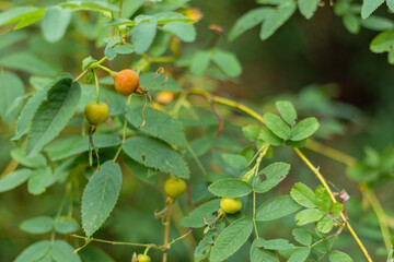 Close-up of a rose plant with small orange and green rose hips, serrated green leaves on thorny stems in natural setting.
