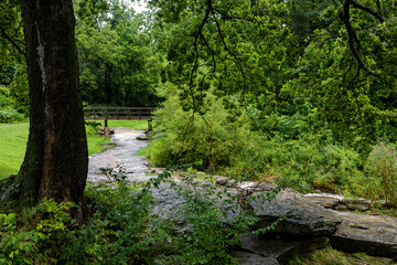 Obraz premium stream in the forest