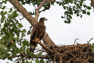Young eagle in a tree