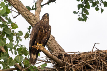 young eagle in the tree