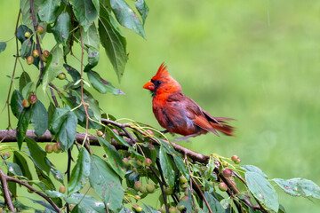 red cardinal on a branch