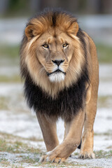 Obraz premium Majestic African Lion Wildlife Kingofbeasts Bigcat Predatory Mammal Solitude Habitat Closeup Whiskered Outdoor Strength Nature Safari Golden Fur Mane Alert Powerful Eyes Savanna Wilderness Ferocious