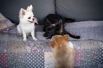 Szczeniaczek rasy Welsh pembroke corgi pr&oacute;buje wskoczyć na kanapę, na kt&oacute;rej jest biała chihuahua i czarny kundelek. 