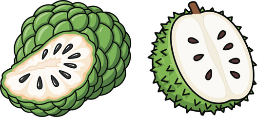 Cherimoya fruit, vector illustration, green, half cut, design element