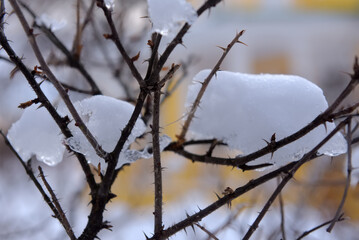 A close-up of snow-covered, thorny bush branches on a winter day.