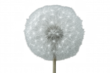 Close-up of dandelion seed head with delicate white parachute seeds, ready to disperse on transparent background