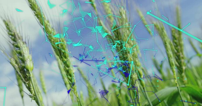 On turquoise triangles emerging wheat stalks interacting with digital mesh visualizing crop health