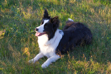 Black and white Border Collie dog lying on green grass in a sunny park, looking into the distance with mouth open. Perfect for pet care, dog training, outdoor lifestyle
