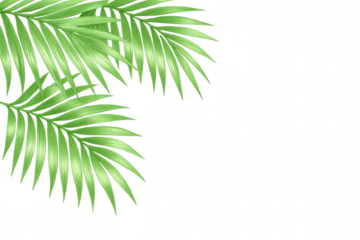 Verdant palm fronds forming exotic green border, highlighting tropical landscape elements with clean, minimalist backdrop