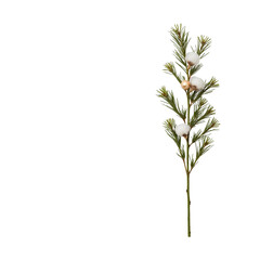 Elegant evergreen branch with delicate white and gold ornaments on black background