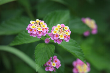 Fototapeta premium ランタナ