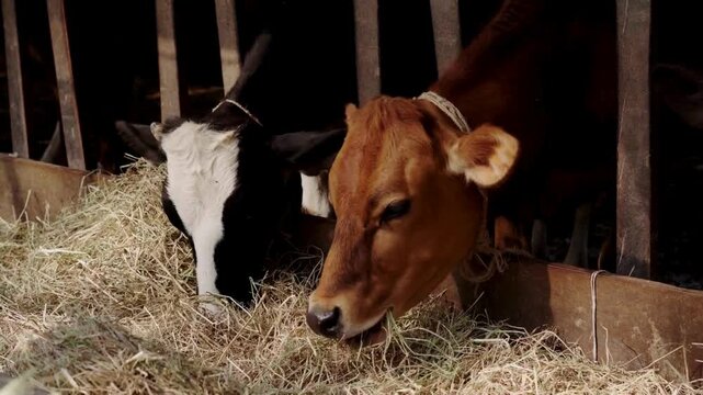 livestock cattle With Big Eyes is Eating, Chewing Hay, Milk and Meat Production Industry, Close Up Dairy farm simmental cattle, feeding cows in farm