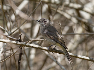 Female Australian Golden Whistler (Pachycephala pectoralis) perched in thick leafless bush scrub.