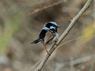 Male Superb Fairywren (Malurus cyaneus) perched on a branch with bokeh background