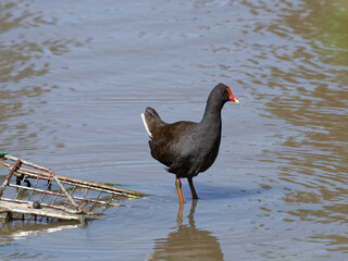 Dusky Moorhen (Gallinula tenebrosa) standing in the shallows of a lagoon next to a semi submerged shopping trolley.