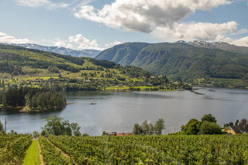 Obraz premium Rows of Green Farm Fields in Summer Leading Down to Hardanger Fjord in Ulvik, Norway