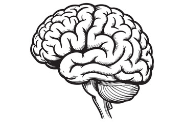 Brain silhouette icon simple vector illustration isolated on white background for medical concepts
