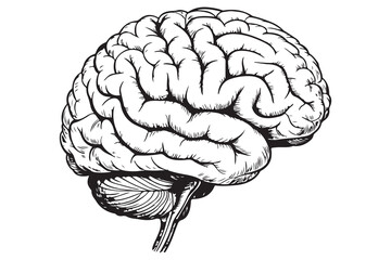Brain silhouette icon simple vector illustration isolated on white background for medical concepts
