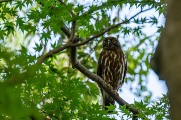 木の枝に止まるアオバズク