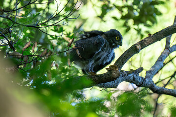 木の枝に止まるアオバズクの幼鳥