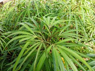 Close up of vibrant green leaves of a bush on a sunny day. Natural background for design.
