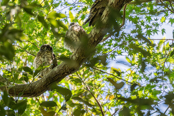 木の枝に止まるアオバズクの幼鳥