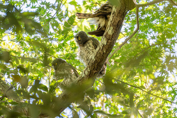 木の枝に止まるアオバズクの幼鳥