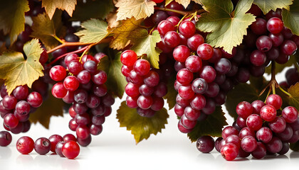 Red grapes isolated on transparent png, dramatic atmosphere. White tone